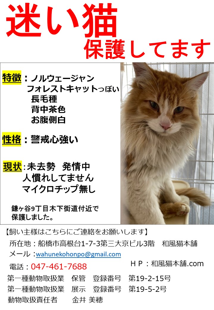 緊急】迷い猫保護しております【3/9追記あり】 - 保護猫かふぇ 和風猫本舗